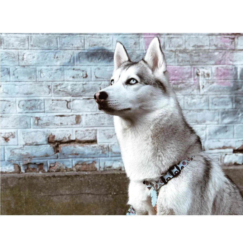 Dukier Arnés Clásico Estampado Cupcakes&Donunts Para Perros 4 Dukier Arnés Clásico Estampado Cupcakes&Donunts Para Perros - Imagen 2