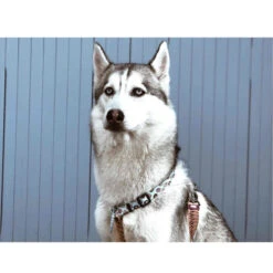 Dukier Arnés Clásico Estampado Cupcakes&Donunts Para Perros 8 Dukier Arnés Clásico Estampado Cupcakes&Donunts Para Perros -Perros Artículos Tienda Dukier Cupcakes arnes para perros diseno en H DUK40237 M 2