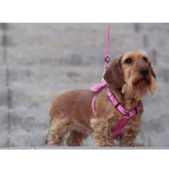 Dukier Dogtella Clásico Arnés Estampado Nutella Para Perros -Perros Artículos Tienda Dukier Dogtella arnes para perros diseno clasico DUK40246 M 2