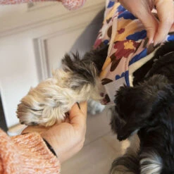 Outech Spring Abrigo Para Perros -Perros Artículos Tienda abrigo spring OUT40351202