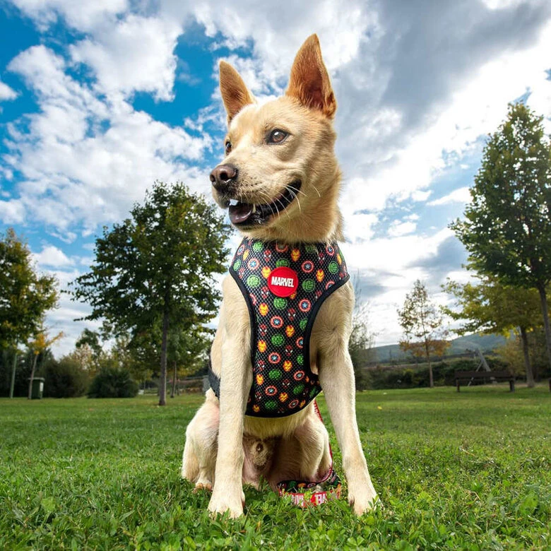 Disney Premium Marvel Arnés Reversible Para Perros 5 Disney Premium Marvel Arnés Reversible Para Perros - Imagen 3