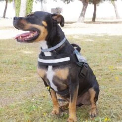 Julius K9 Julius K-9 IDC Arnés Verde Para Perros -Perros Artículos Tienda arnes perros julius k9 idc personalizado verde JUL93169 2