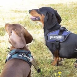 Julius K9 Julius K-9 IDC Arnés Verde Para Perros -Perros Artículos Tienda arnes perros julius k9 idc personalizado verde JUL93169 3
