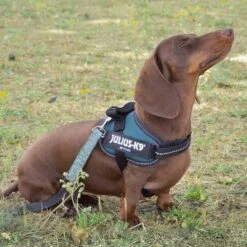 Julius K9 Julius K-9 IDC Arnés Verde Para Perros -Perros Artículos Tienda arnes perros julius k9 idc personalizado verde JUL93169 4