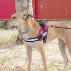 Julius K9 Julius K-9 IDC Arnés Magenta Para Perros -Perros Artículos Tienda arnes perros julius k 9 idc personalizado JUL93541 1