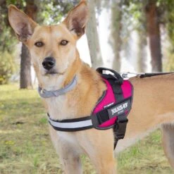 Julius K9 Julius K-9 IDC Arnés Magenta Para Perros -Perros Artículos Tienda arnes perros julius k 9 idc personalizado JUL93541 2