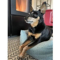 Flamingo Yara Rectángulo Verde Con Cremallera Cama Para Perros 10 Flamingo Yara Rectángulo Verde Con Cremallera Cama Para Perros -Perros Artículos Tienda cama perros flamingo yara rectangulo verde cremallera FLA20730 6.jpg