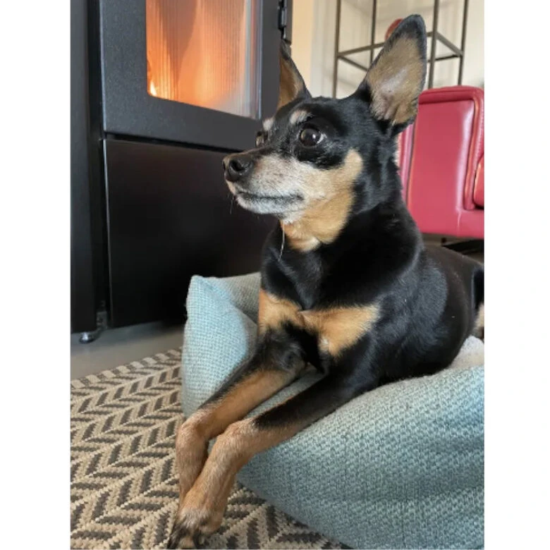 Flamingo Yara Rectángulo Verde Con Cremallera Cama Para Perros 5 Flamingo Yara Rectángulo Verde Con Cremallera Cama Para Perros - Imagen 3