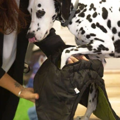 Outech White Mountain Abrigo Para Perros 11 Outech White Mountain Abrigo Para Perros -Perros Artículos Tienda perro accesorios ropa abrigo perros outech white mountain OUT40369201