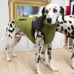 Outech White Mountain Abrigo Para Perros 12 Outech White Mountain Abrigo Para Perros -Perros Artículos Tienda perro accesorios ropa abrigo perros outech white mountain OUT40369203