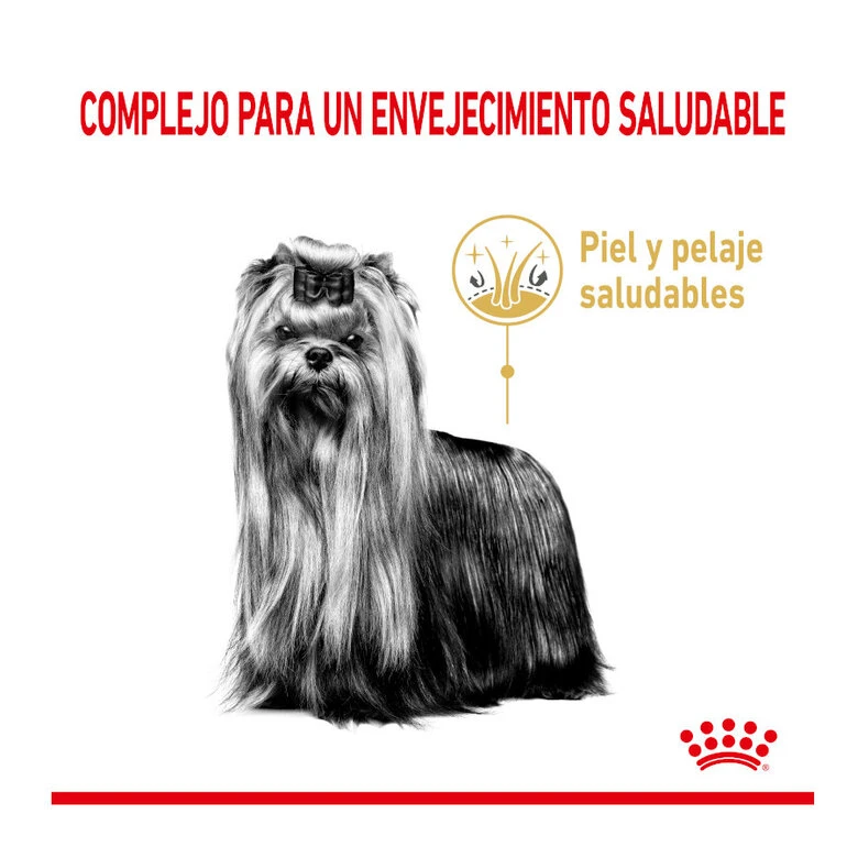 Royal Canin Adult +8 Yorkshire Pienso Para Perros 5 Royal Canin Adult +8 Yorkshire Pienso Para Perros - Imagen 3