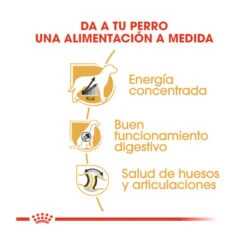 Royal Canin Adult Great Dane Pienso Para Perros -Perros Artículos Tienda pienso perro royal canin gran danes ROY158464 M 6