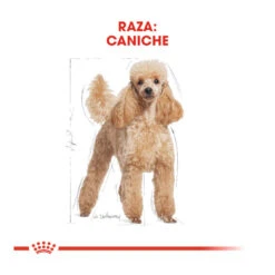 Royal Canin Adult Poodle Pienso Para Perros -Perros Artículos Tienda pienso perros royal20canin poodle adult caniche ROY156550 M 4