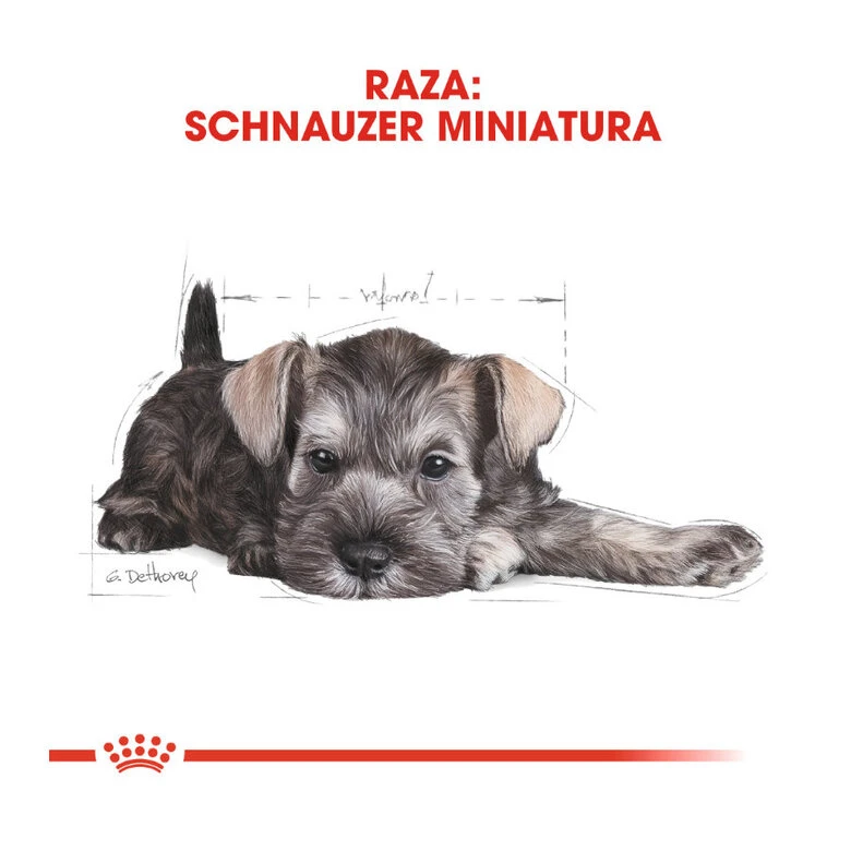 Royal Canin Puppy Miniature Schnauzer Pienso Para Perros 6 Royal Canin Puppy Miniature Schnauzer Pienso Para Perros - Imagen 4