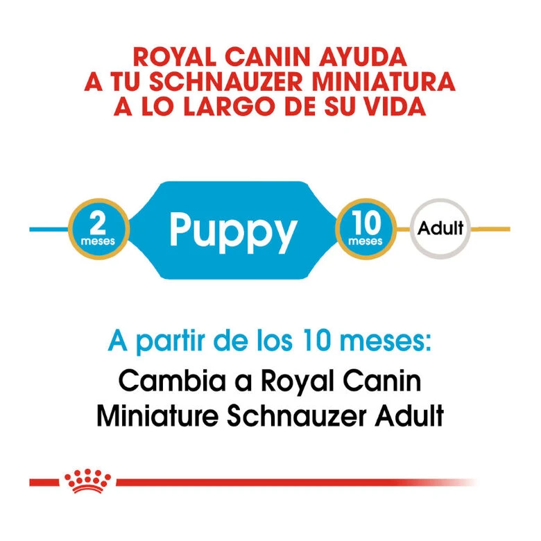 Royal Canin Puppy Miniature Schnauzer Pienso Para Perros 9 Royal Canin Puppy Miniature Schnauzer Pienso Para Perros - Imagen 7