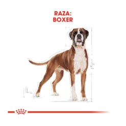 Royal Canin Adult Boxer Pienso Para Perros -Perros Artículos Tienda pienso perros royal canin adult boxer ROY156932 M 3