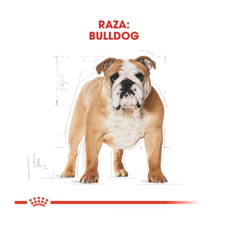 Royal Canin Adult Bulldog Pienso Para Perros 6 Royal Canin Adult Bulldog Pienso Para Perros - Imagen 4