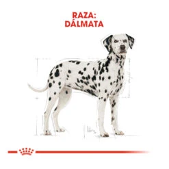 Royal Canin Adult Dálmata Pienso Para Perros 13 Royal Canin Adult Dálmata Pienso Para Perros -Perros Artículos Tienda pienso perros royal canin adult dalmata ROY159664 M 4