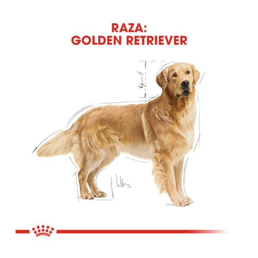 Royal Canin Adult Golden Retriever Pienso Para Perros 6 Royal Canin Adult Golden Retriever Pienso Para Perros - Imagen 4