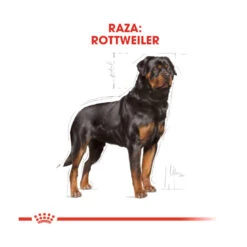 Royal Canin Adult Rottweiler Pienso Para Perros -Perros Artículos Tienda pienso perros royal canin adult rottweiler 41705 M 4
