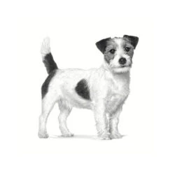 Royal Canin Anallergenic Small Pienso Para Perros -Perros Artículos Tienda pienso perros royal canin anallergenic small ROY3317200 3.jpg