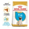 Royal Canin Puppy Carlino Pienso Para Perros -Perros Artículos Tienda pienso perros royal canin carlino puppy ROY147136 M