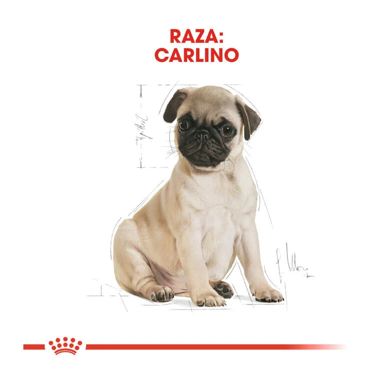 Royal Canin Puppy Carlino Pienso Para Perros 6 Royal Canin Puppy Carlino Pienso Para Perros - Imagen 4