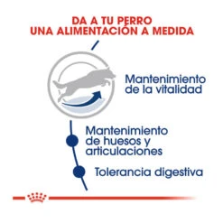 Royal Canin Maxi Adult +5 Pienso Para Perros Senior De Raza Grande 14 Royal Canin Maxi Adult +5 Pienso Para Perros Senior De Raza Grande -Perros Artículos Tienda pienso perros royal canin maxi adult 5 ROY153837 M205
