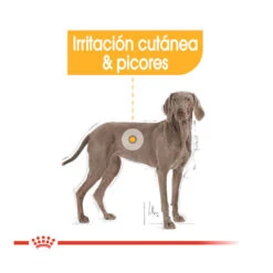 Royal Canin Dermacomfort Maxi Pienso Para Perros -Perros Artículos Tienda pienso perros royal canin maxi dermacomfort ROY153932 M 4