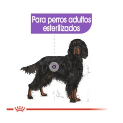 Royal Canin Sterilised Maxi Pienso Para Perros -Perros Artículos Tienda pienso perros royal canin maxi sterilised ROY153764 M205