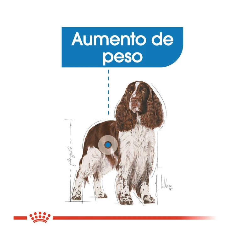 Royal Canin Medium Light Weight Care Pienso Para Perros - Imagen 5