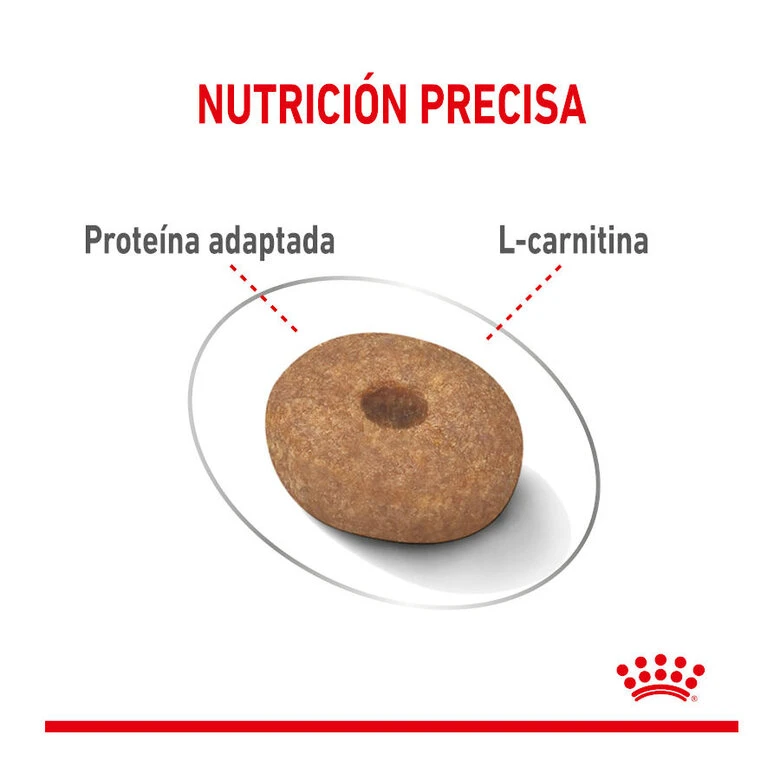 Royal Canin Mini Light Weight Care Pienso Para Perros 6 Royal Canin Mini Light Weight Care Pienso Para Perros - Imagen 4
