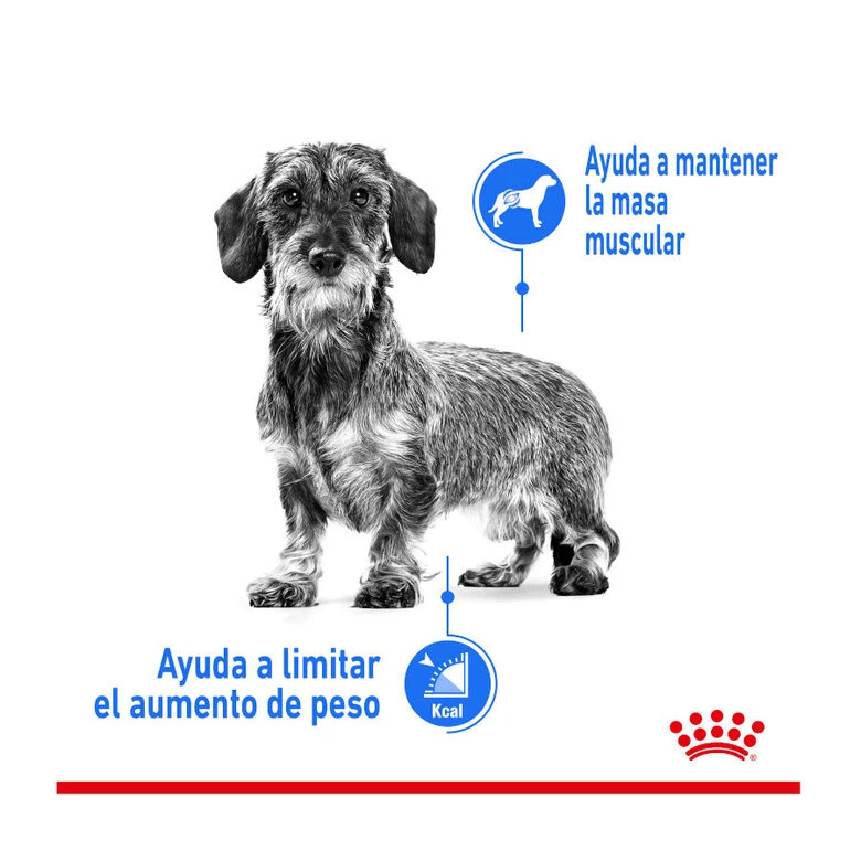 Royal Canin Mini Light Weight Care Pienso Para Perros 8 Royal Canin Mini Light Weight Care Pienso Para Perros - Imagen 6