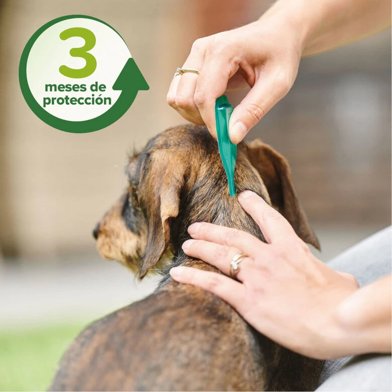 Beaphar Pipetas Repelentes Para Perros Grandes - Imagen 4