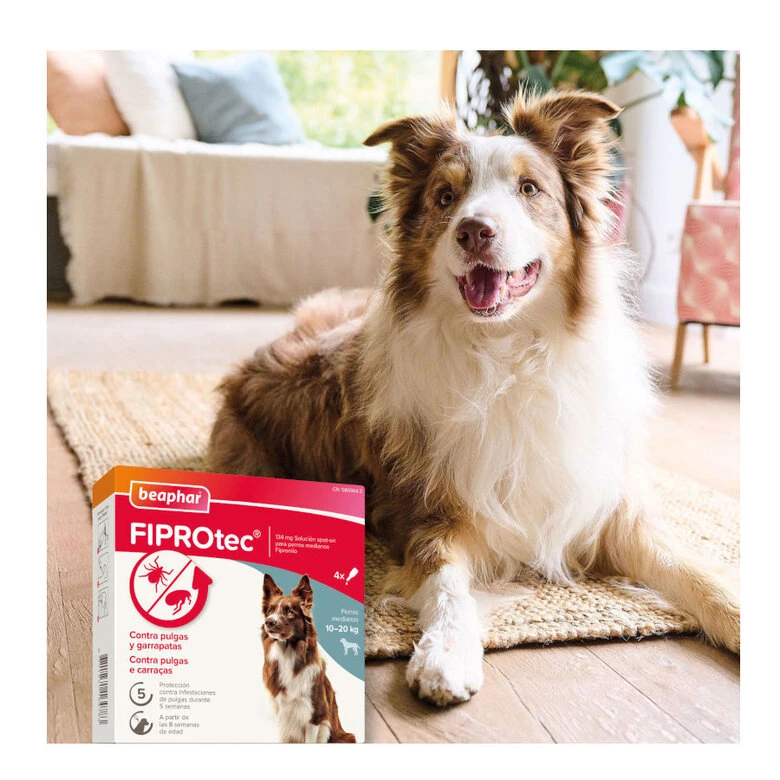 Beaphar FiproTec Pipetas Para Perros De Razas Medianas 10 Beaphar FiproTec Pipetas Para Perros De Razas Medianas - Imagen 8