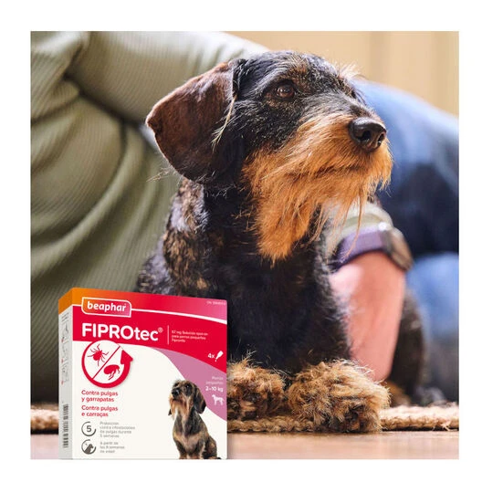 Beaphar FiproTec Pipetas Para Perros De Razas Pequeñas 10 Beaphar FiproTec Pipetas Para Perros De Razas Pequeñas - Imagen 8