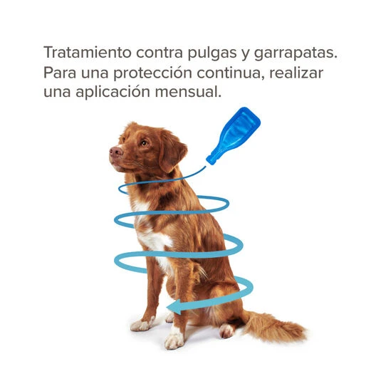Beaphar FiproTec Pipetas Para Perros De Razas Pequeñas 6 Beaphar FiproTec Pipetas Para Perros De Razas Pequeñas - Imagen 4