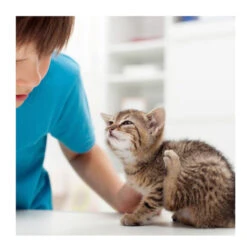 Beaphar Fiprotec Spray Antiparasitario Para Perros Y Gatos -Perros Artículos Tienda spray antiparasitario perro gato beaphar fiprotec BEA15408 4