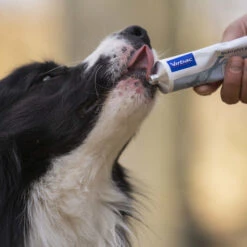 Virbac Nutriplus Suplemento En Gel Para Perros Y Gatos 10 Virbac Nutriplus Suplemento En Gel Para Perros Y Gatos -Perros Artículos Tienda virbac nutriplus suplemento en gel para perros y gatos VIRVN100491 M.11