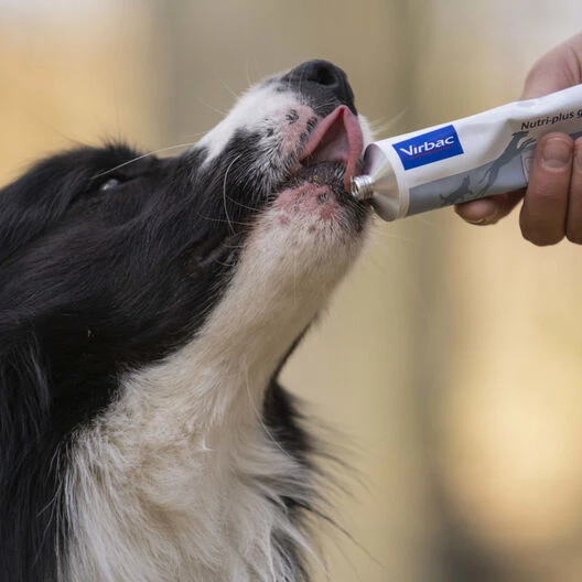 Virbac Nutriplus Suplemento En Gel Para Perros Y Gatos 6 Virbac Nutriplus Suplemento En Gel Para Perros Y Gatos - Imagen 4