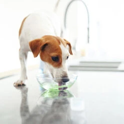 Virbac Vet Aquadent Enjuague Bucal Para Perros Y Gatos 12 Virbac Vet Aquadent Enjuague Bucal Para Perros Y Gatos -Perros Artículos Tienda virbac vet aquadent enjuague bucal para perros y gatos VIRVN100247 M.13