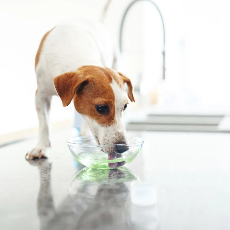 Virbac Vet Aquadent Enjuague Bucal Para Perros Y Gatos 7 Virbac Vet Aquadent Enjuague Bucal Para Perros Y Gatos - Imagen 5