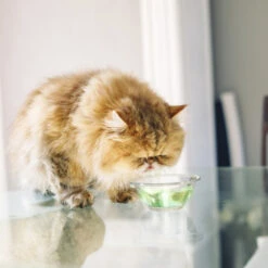 Virbac Vet Aquadent Enjuague Bucal Para Perros Y Gatos 13 Virbac Vet Aquadent Enjuague Bucal Para Perros Y Gatos -Perros Artículos Tienda virbac vet aquadent enjuague bucal para perros y gatos VIRVN100247 M.14