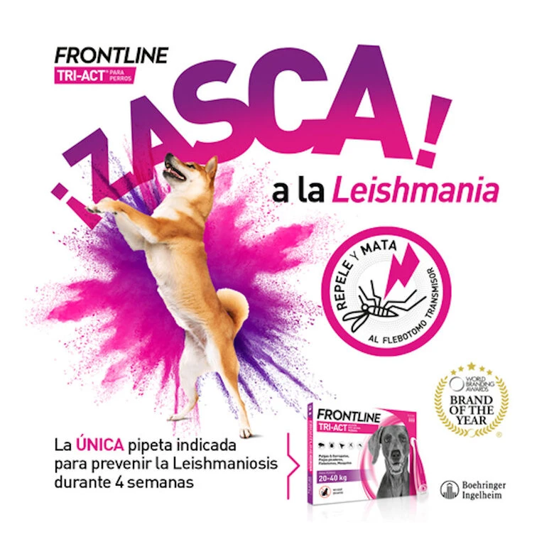 Pipetas Frontline Tri-Act Para Razas Mini 10 Pipetas Frontline Tri-Act Para Razas Mini - Imagen 8